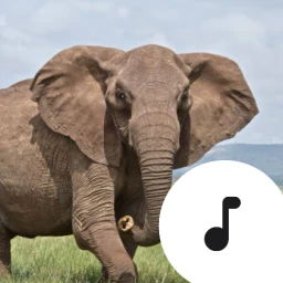 Значок Elephant Trumpet Sounds